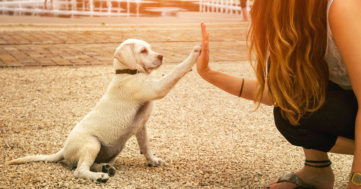 7-amazing-benefits-of-adopting-a-dog